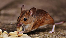 24 Hour & Emergency Exterminators in Farmersville, NY